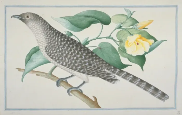 Framed Print : Eudynamys scolopaceus, common koel Framed Print : Eudynamys scolopaceus, common koel