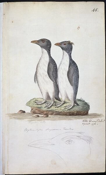 Eudyptes chrysocome, rockhopper penguin