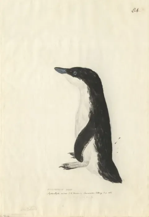 Framed Print : Eudyptula minor, little penguin Framed Print : Eudyptula minor, little penguin