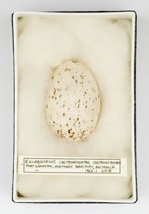 Framed Print : Eulabeornis castaneoventris egg Framed Print : Eulabeornis castaneoventris egg