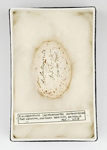 Eulabeornis castaneoventris egg