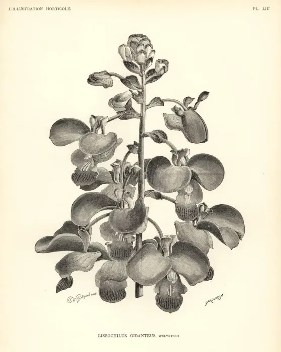 Framed Print : Eulophia bouliawongo orchid Framed Print : Eulophia bouliawongo orchid