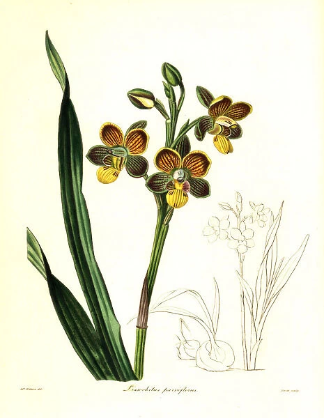 Eulophia parviflora orchid