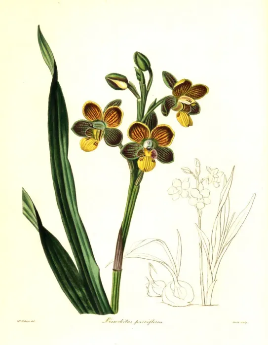 Framed Print : Eulophia parviflora orchid Framed Print : Eulophia parviflora orchid