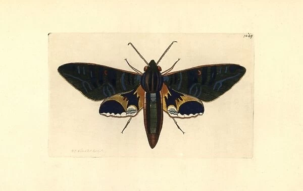 Eumorphia phorbas moth