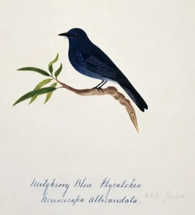 Framed Print : Eumyias albicaudata, Nilgiri verditer flycatcher Framed Print : Eumyias albicaudata, Nilgiri verditer flycatcher