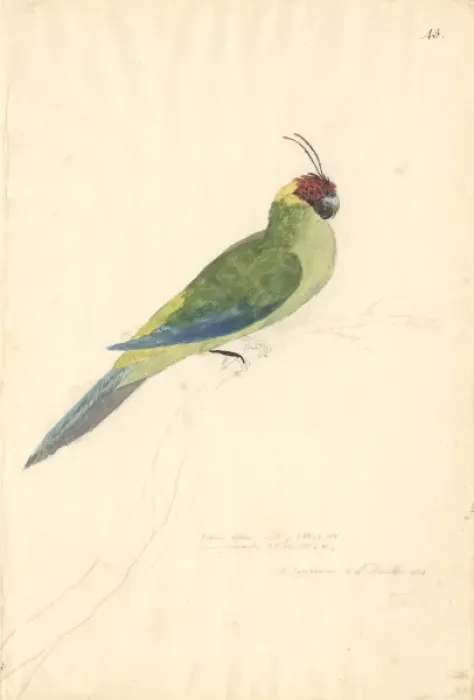 Framed Print : Eunymphicus cornutus, horned parakeet Framed Print : Eunymphicus cornutus, horned parakeet