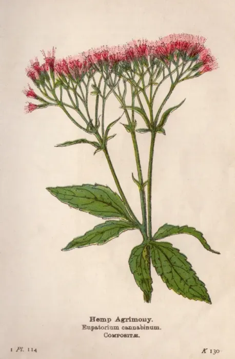 Framed Print : Eupatorium Cannabinum Framed Print : Eupatorium Cannabinum