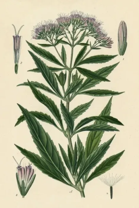 Framed Print : Eupatorium Cannabinum Framed Print : Eupatorium Cannabinum