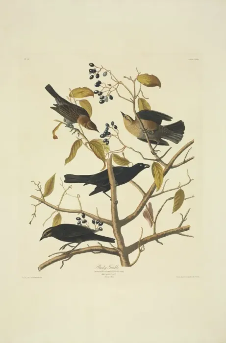 Framed Print : Euphagus carolinus, rusty blackbird Framed Print : Euphagus carolinus, rusty blackbird