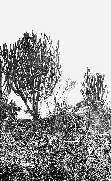 Euphorbia Candelabra near Morogoro, East Africa