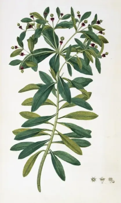Framed Print : Euphorbia glauca, sea spurge Framed Print : Euphorbia glauca, sea spurge