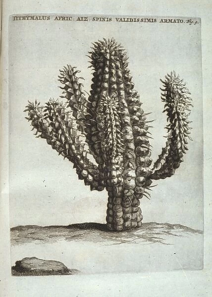 Euphorbia mammillaris, corn cob euphorbia