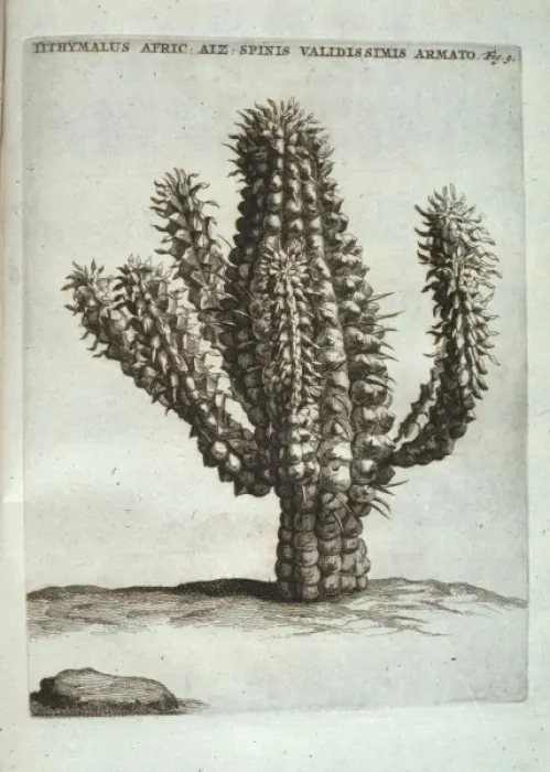 Framed Print : Euphorbia mammillaris, corn cob euphorbia Framed Print : Euphorbia mammillaris, corn cob euphorbia