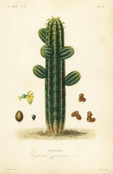 Framed Print : Euphorbia officinarum Framed Print : Euphorbia officinarum