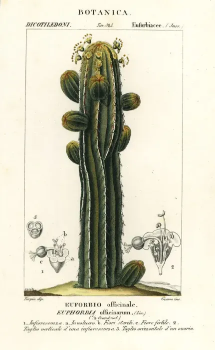 Framed Print : Euphorbia officinarum Framed Print : Euphorbia officinarum