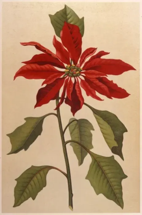 Framed Print : Euphorbia Pulcherrima Framed Print : Euphorbia Pulcherrima