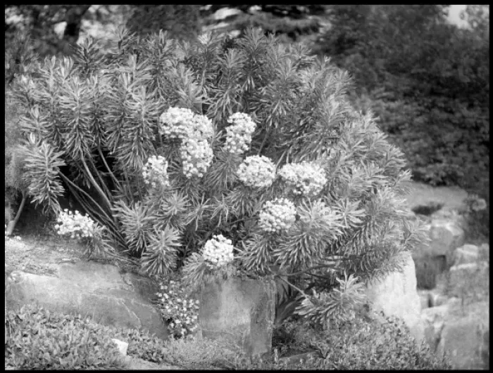 Framed Print : Euphorbia Wulfenii (Spurge, Milkweed) Framed Print : Euphorbia Wulfenii (Spurge, Milkweed)