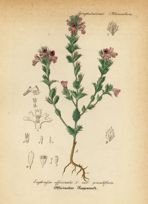 Framed Print : Euphrasia or eyebright, Euphrasia officinalis Framed Print : Euphrasia or eyebright, Euphrasia officinalis