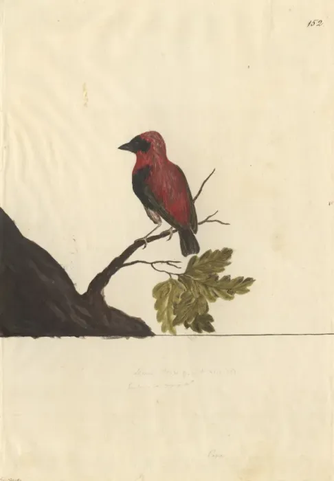 Framed Print : Euplectes orix, southern red bishop
