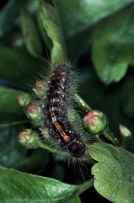 Framed Print : Euproctis chrysorrhoea, brown-tail moth caterpillar Framed Print : Euproctis chrysorrhoea, brown-tail moth caterpillar