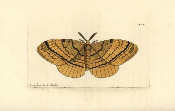 Framed Print : Eupterote fabia moth Framed Print : Eupterote fabia moth