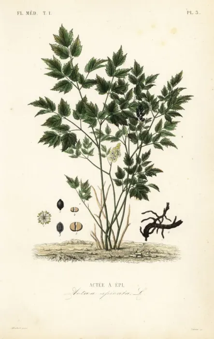 Framed Print : Eurasian baneberry or herb Christopher, Actaea spicata Framed Print : Eurasian baneberry or herb Christopher, Actaea spicata