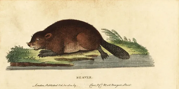 Framed Print : Eurasian beaver, Castor fiber Framed Print : Eurasian beaver, Castor fiber
