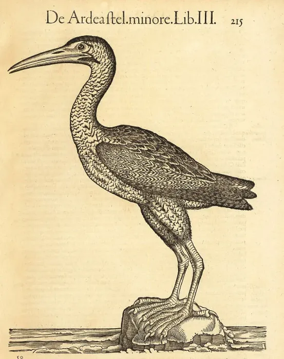 Framed Print : Eurasian bittern or great bittern, Botaurus stellaris Framed Print : Eurasian bittern or great bittern, Botaurus stellaris