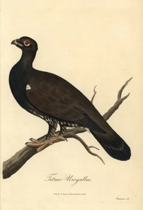 Framed Print : Eurasian black grouse, Tetrao urogallus Framed Print : Eurasian black grouse, Tetrao urogallus