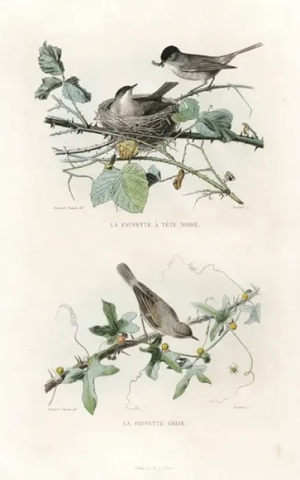 Framed Print : Eurasian blackcap and whitethroat Framed Print : Eurasian blackcap and whitethroat