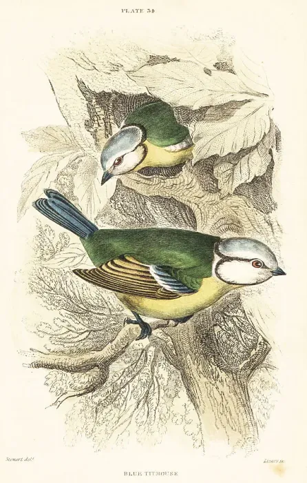 Framed Print : Eurasian blue tit, Cyanistes caeruleus Framed Print : Eurasian blue tit, Cyanistes caeruleus