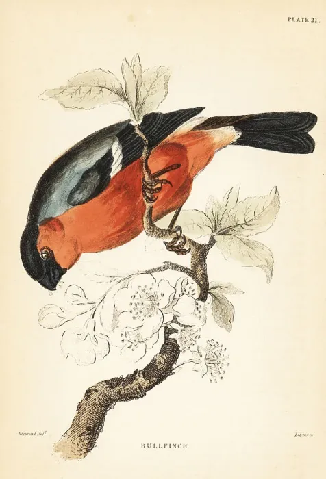 Framed Print : Eurasian bullfinch, Pyrrhula pyrrhula Framed Print : Eurasian bullfinch, Pyrrhula pyrrhula