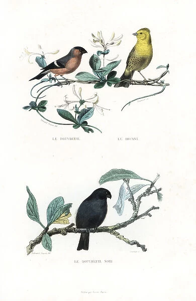 Eurasian bullfinch, yellowhammer and black bullfinch