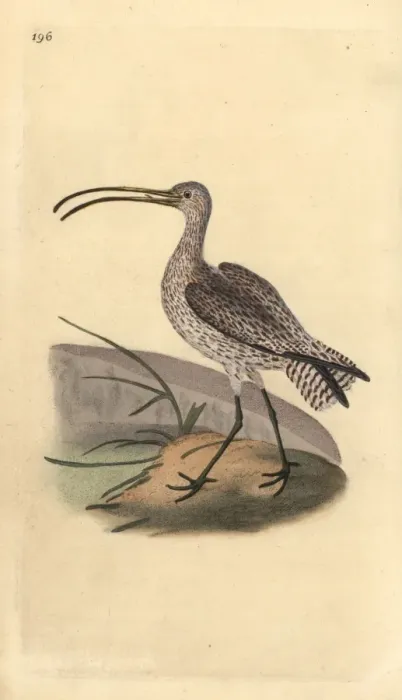 Framed Print : Eurasian curlew, Numenius arquata Framed Print : Eurasian curlew, Numenius arquata