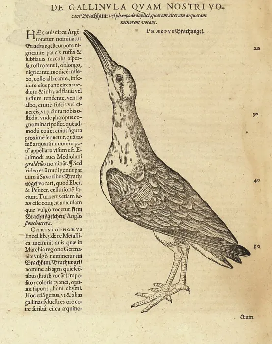 Framed Print : Eurasian curlew, Numenius arquata Framed Print : Eurasian curlew, Numenius arquata