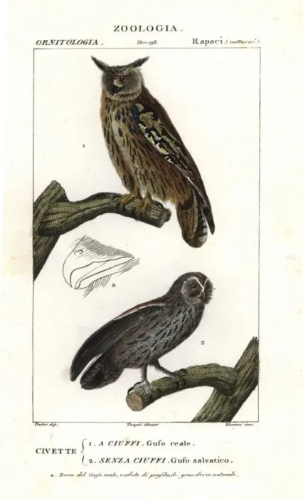 Framed Print : Eurasian eagle-owl, Bubo bubo, and tawny owl Framed Print : Eurasian eagle-owl, Bubo bubo, and tawny owl