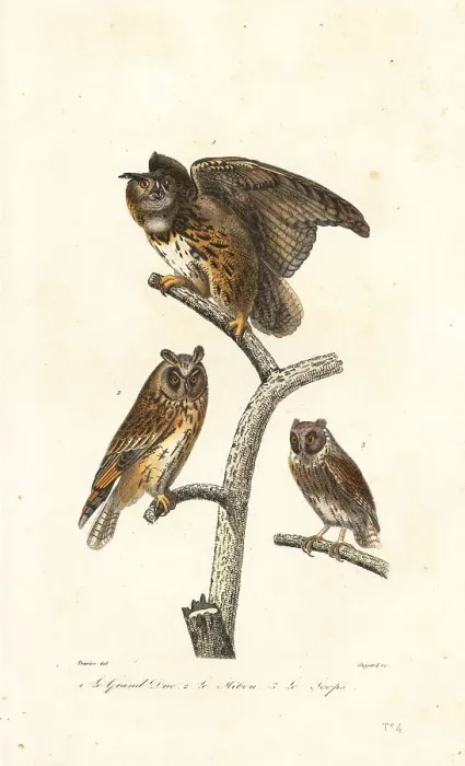 Framed Print : Eurasian eagle-owl, long-eared owl and scops owl Framed Print : Eurasian eagle-owl, long-eared owl and scops owl