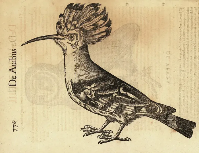 Framed Print : Eurasian hoopoe, Upupa epops Framed Print : Eurasian hoopoe, Upupa epops