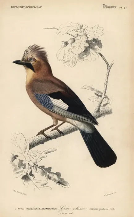Framed Print : Eurasian jay, Garrulus glandarius Framed Print : Eurasian jay, Garrulus glandarius