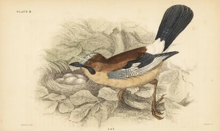 Framed Print : Eurasian jay, Garrulus glandarius, with nest and eggs Framed Print : Eurasian jay, Garrulus glandarius, with nest and eggs