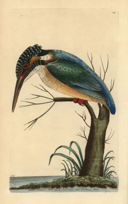 Framed Print : Eurasian kingfisher, Alcedo atthis Framed Print : Eurasian kingfisher, Alcedo atthis