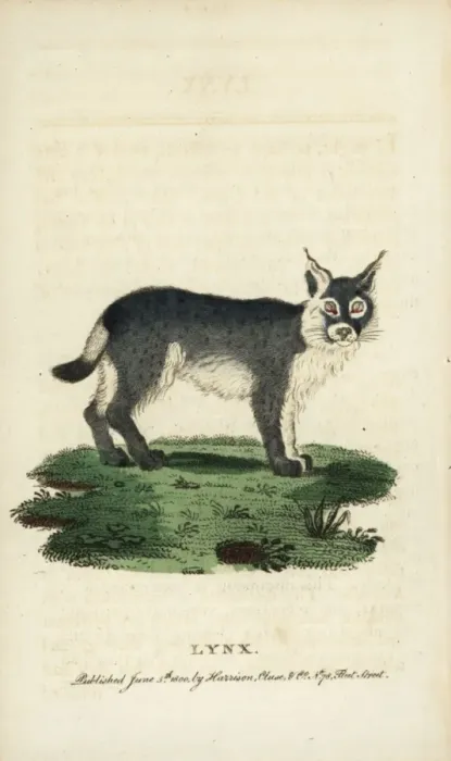 Framed Print : Eurasian lynx, Lynx lynx Framed Print : Eurasian lynx, Lynx lynx