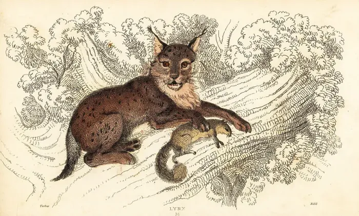 Framed Print : Eurasian lynx, Lynx lynx