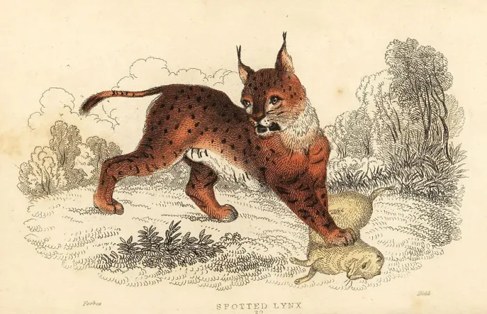 Framed Print : Eurasian lynx, Lynx lynx Framed Print : Eurasian lynx, Lynx lynx