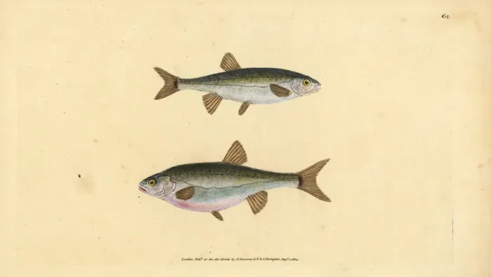 Framed Print : Eurasian minnow, Phoxinus phoxinus Framed Print : Eurasian minnow, Phoxinus phoxinus
