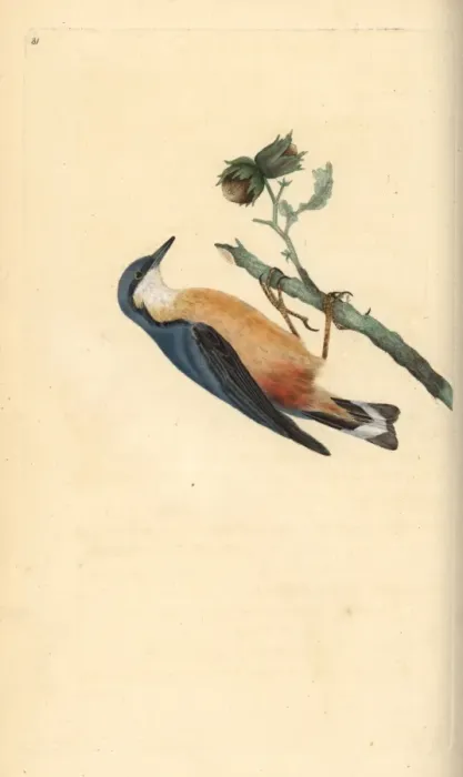 Framed Print : Eurasian nuthatch, Sitta europaea, on a hazelnut tree Framed Print : Eurasian nuthatch, Sitta europaea, on a hazelnut tree