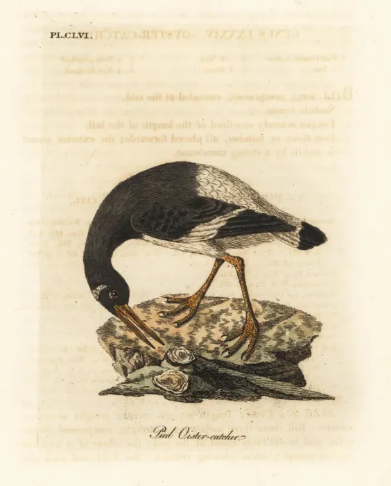 Framed Print : Eurasian oystercatcher, Haematopus ostralegus Framed Print : Eurasian oystercatcher, Haematopus ostralegus