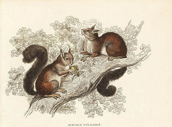 Eurasian red squirrel, Sciurus vulgaris