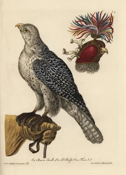 Framed Print : Eurasian sparrowhawk, Accipiter nisus Framed Print : Eurasian sparrowhawk, Accipiter nisus